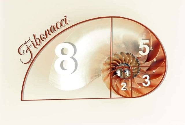 Fibonacci Sea Shell