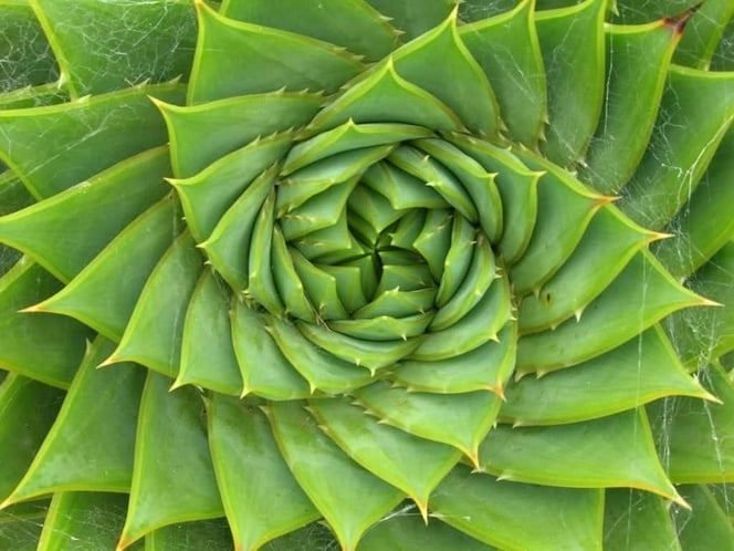 Aloe Flower Fibonacci sequence
